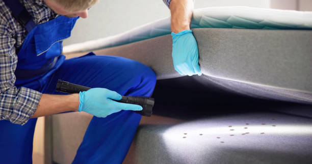 Best Termite Control Services  in Breckenridge, MN