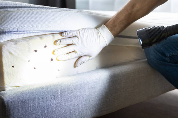 Best Cockroach Control Services  in Breckenridge, MN