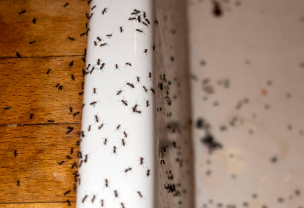 Best Local Pest Control Services  in Breckenridge, MN